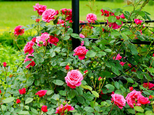 Rose Pruning and Care in Canberra